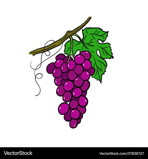 Drawing grapes Royalty Free Vector Image - VectorStock