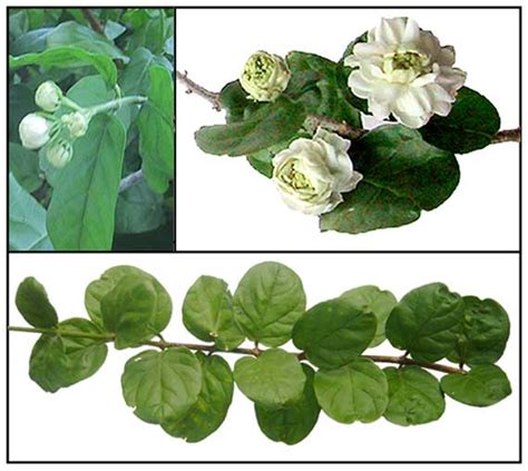 Sampaguita, Sampagita / Jasmin / Jasminum sambac: Herbal Therapy / Philippine Alternative Medicine