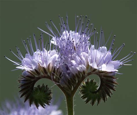 phacelia - Google Search | Flower seeds, Unusual flowers, Exotic flowers