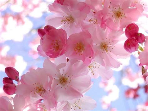 🔥 [48+] Free Spring Desktop Wallpapers Screensaver | WallpaperSafari