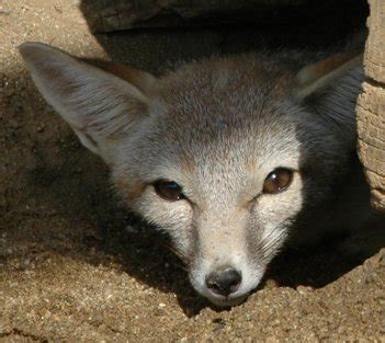 San Joaquin Kit Fox: Los Padres ForestWatch