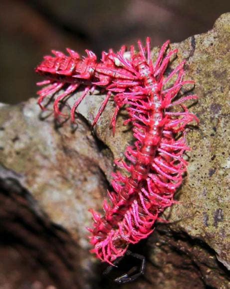 Real Monstrosities: Shocking Pink Dragon Millipede