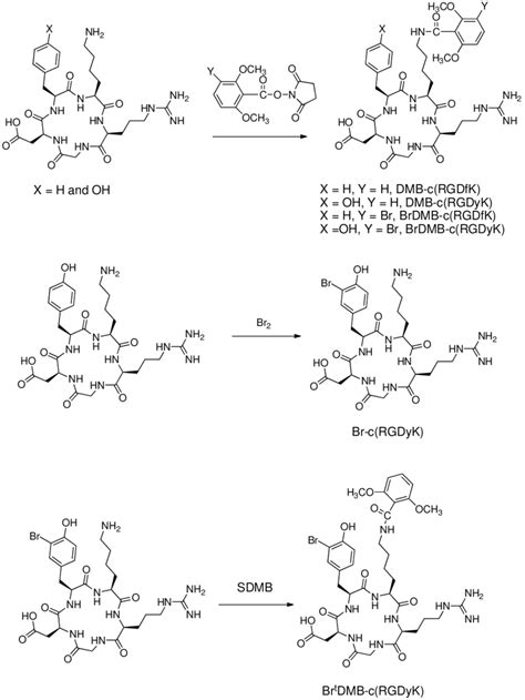 (A) Chemical structures of RGD peptides. (B) Synthesis of brominated ...