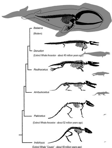 Creature Comparisons - Blue Whale