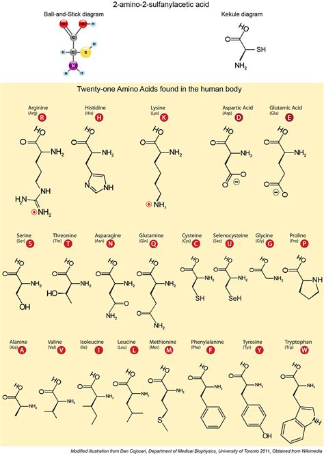 [DIAGRAM] Essential Amino Acids Diagram - MYDIAGRAM.ONLINE