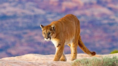 Mountain Lion Population | Check for Each U.S. State! - EXOtella