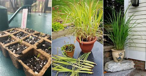 How to Grow Lemongrass from Seed | Growing Instructions