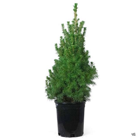 Dwarf Alberta Spruce — Green Acres Nursery & Supply