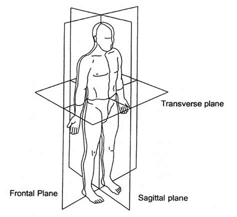 The reference planes of the human body in the standard anatomical ...