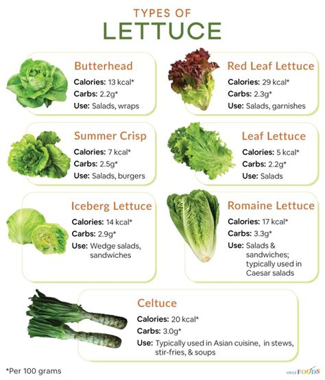 7 Different Types of Lettuce with Pictures