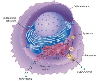 Lysosomes: Incinerator of the cell or suicidal bags ~ Biology Exams 4 U