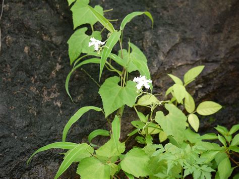 Paduvalakaayi (in Kannada) | Cucurbitaceae (pumpkin, or gour… | Flickr