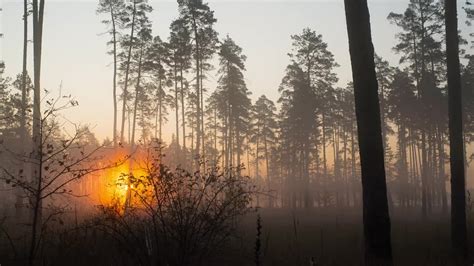 Misty Forest Sunrise - Stock Video | Motion Array