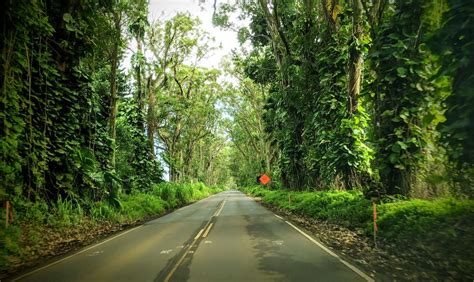 Visit Kauai's Tree Tunnel: A Full Guide