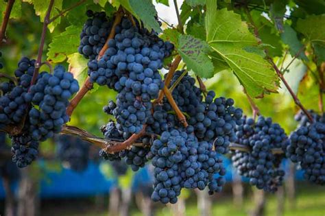 Petit Verdot Grape Varietal Description Definition | Red Wine