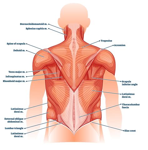 Lumbar Muscles