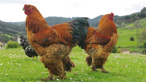 What Is The Biggest Chicken In The World? | Pet Reader