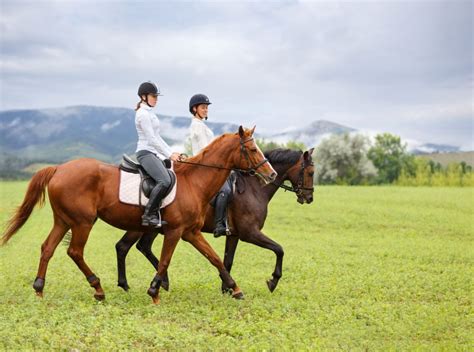 What Is A Sorrel Horse? Color, Genetics, And, Pics