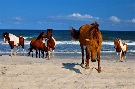 12 Best Beaches in Maryland (for a Summer Escape!)