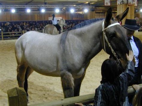 Draft Mules Percheron | Draft mule, Mules, Mules animal