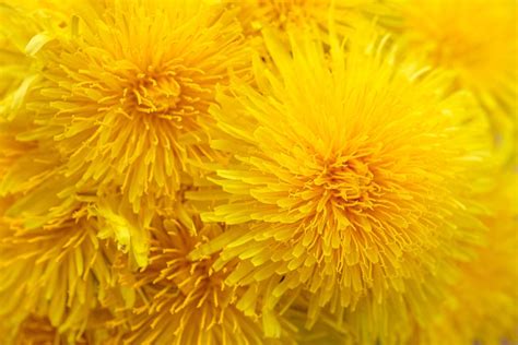 Dandelion Symbolism: Manifestation — Seraphim Botanicals