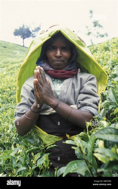 SRI LANKA NUWARA ELIYA TEA PLANTATION Stock Photo - Alamy