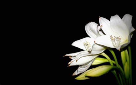 Top 999+ White Lily Wallpaper Full HD, 4K Free to Use