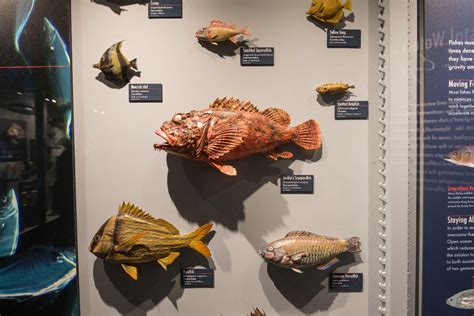 Marine life exhibit debuts at Harvard Museum of Natural History | Harvard Magazine