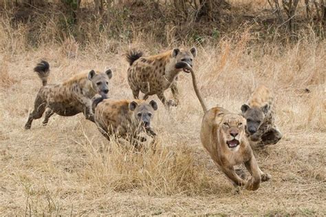 Lions vs. Hyenas - Battle at Kruger