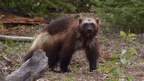 Wolverine on the lam after escaping from Quebec's Saint-Félicien Zoo | CBC News