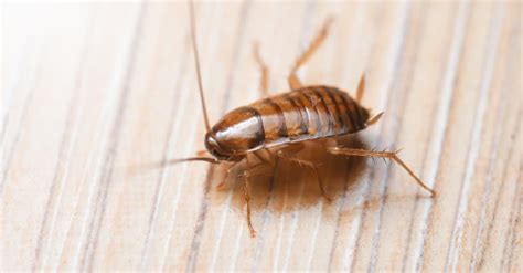 Baby Cockroach Vs Bed Bug: What Are the Differences? - AZ Animals