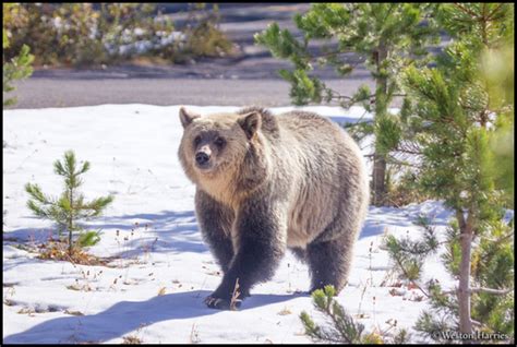 photo id: glacier0263 - Blonde Grizzly Bear in the Sunny Snow, Glacier NP