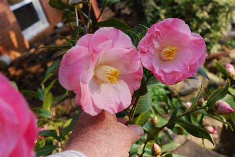 List of Zone 6 Hardy Camellias Grows Longer | What Grows There :: Hugh ...