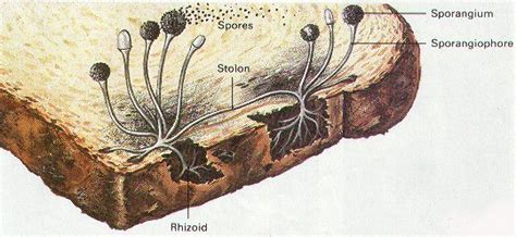 Rhizopus Bread Mold Labeled