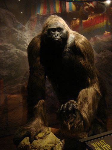 Gigantopithecus Facts, Habitat, Diet, Fossils, Pictures