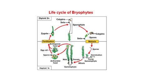 Pteridophytes Life Cycle