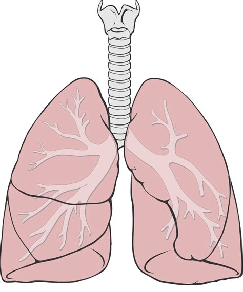 Terapie inedită pentru hipertensiunea arterială pulmonară - 360medical ...