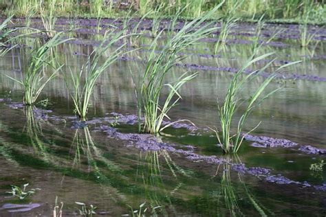 Zizania Latifolia Cultivation Stock Photo - Download Image Now - Agricultural Field, Agriculture ...