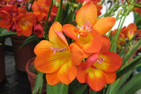 Grower Direct - Flower Varieties - Freesia