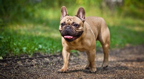 French Bulldog Dog Breed Profile – Top Dog Tips