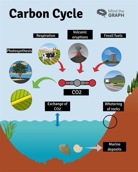 Carbon cycle and greenhouse effect — A scientific infographic | by Mind ...