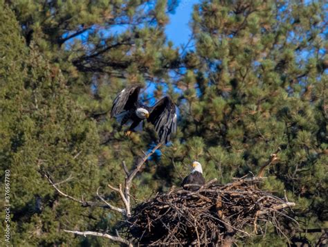 Bald Eagle Nesting Pair Stock Photo | Adobe Stock