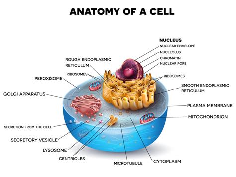 What are Eukaryotic Cells?