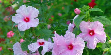 How to Grow Hardy Hibiscus - Hardy Hibiscus Care Tips