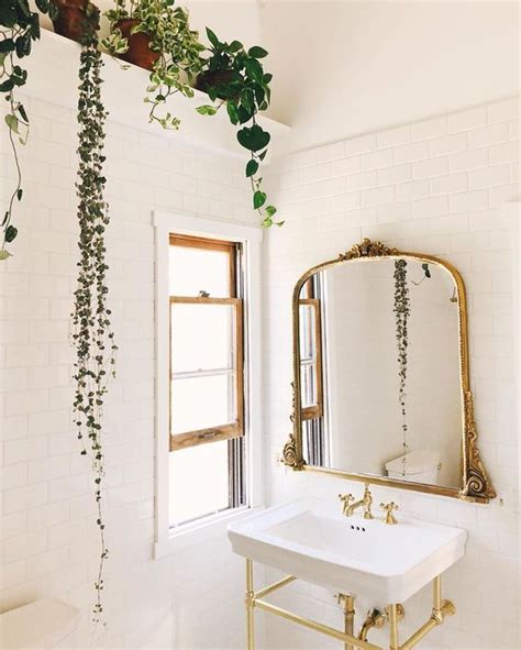 35+ Bathroom plants for you - indoor and hanging plants