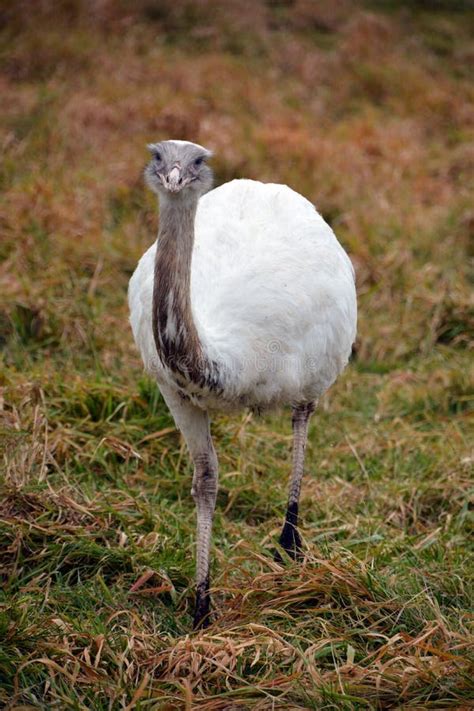 Greater Rhea Is A Flightless Bird Stock Photo - Image of closeup, found: 139421800