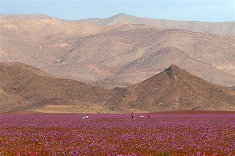 Discover The Explosion Of Colors In Atacama Desert After The Rainfall