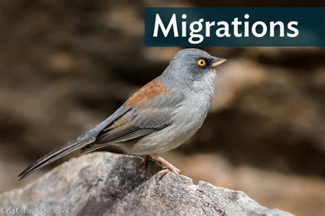 Altitudinal Migration | BirdNote