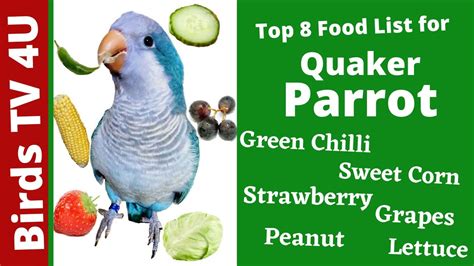 Top 8 Healthiest Quaker Parrot Food List [Healthy Food 2021] #parrot #parrotfood - YouTube