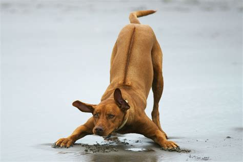 Are Rhodesian Ridgebacks Good Dogs